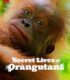 Orangutanların Gizli Yaşamı izle